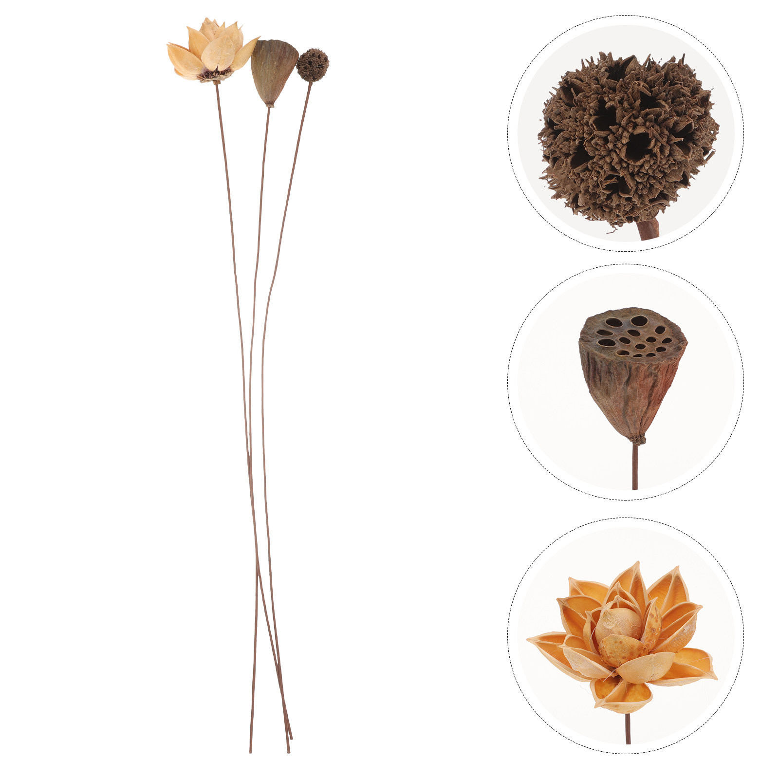 1 Set Kurutulmuş Lotus Çiçeği  - Home Decor Zen Style incelemesi ve fiyatı